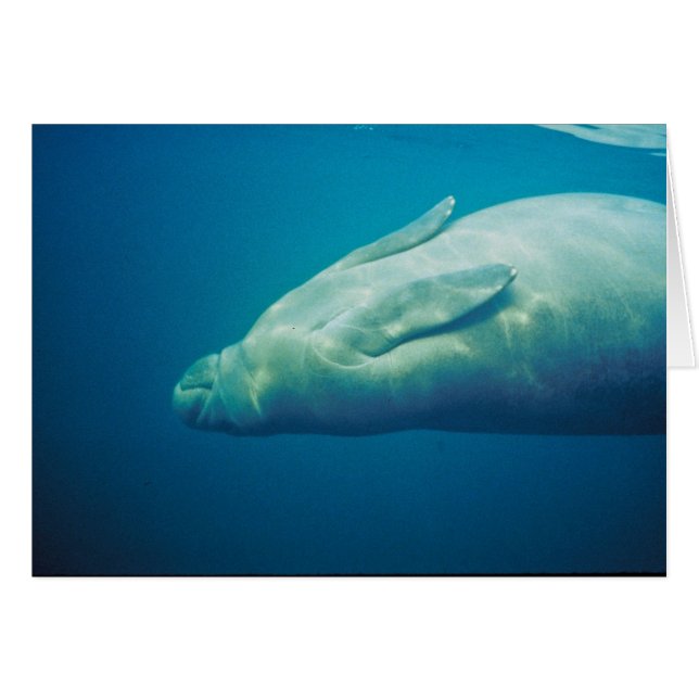 Manatee Stretching (Front Horizontal)