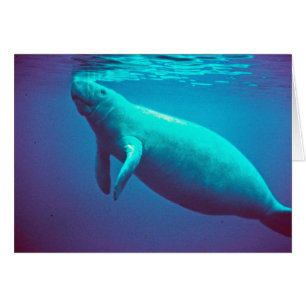 Manatee Surfacing to Breathe