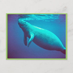 Manatee Surfacing to Breathe Postcard