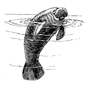 Manatee womens shirt