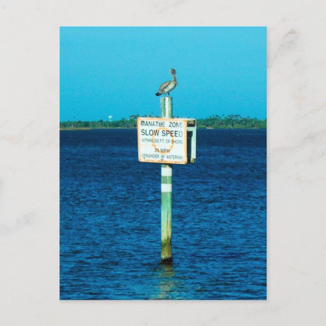 Manatee Zone Postcard (Front)
