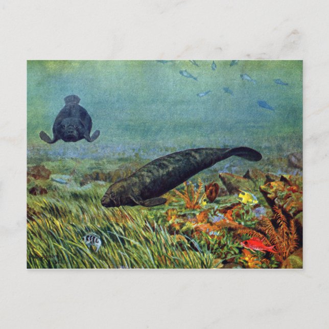 Manatees and Colourful Fish Postcard (Front)