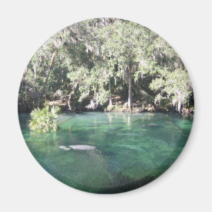 Manatees at Blue Springs Magnet