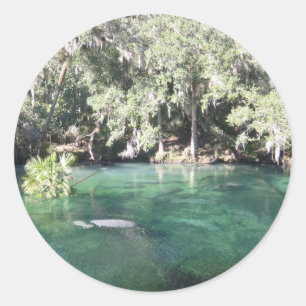 Manatees at Blue Springs Sticker