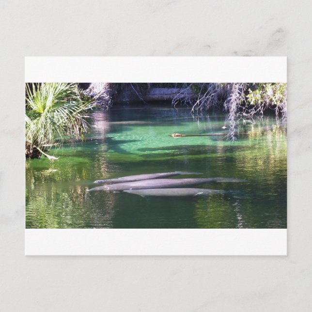 Manatees Postcard (Front)