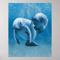 Manatees