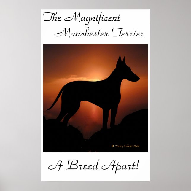 Manchester Terrier Unique Poster (Front)