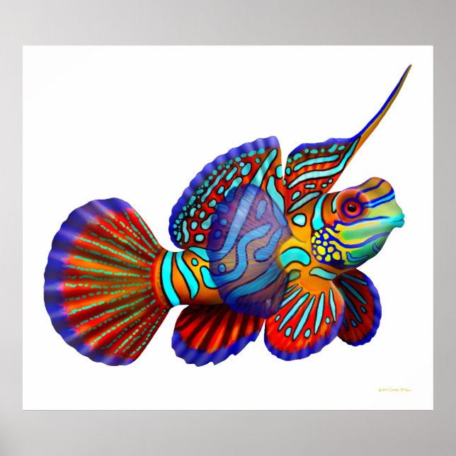 Mandarin Dragonet Goby Fish Poster (Front)