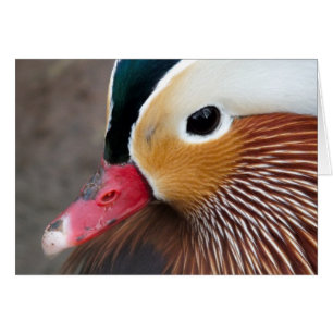 Mandarin Duck