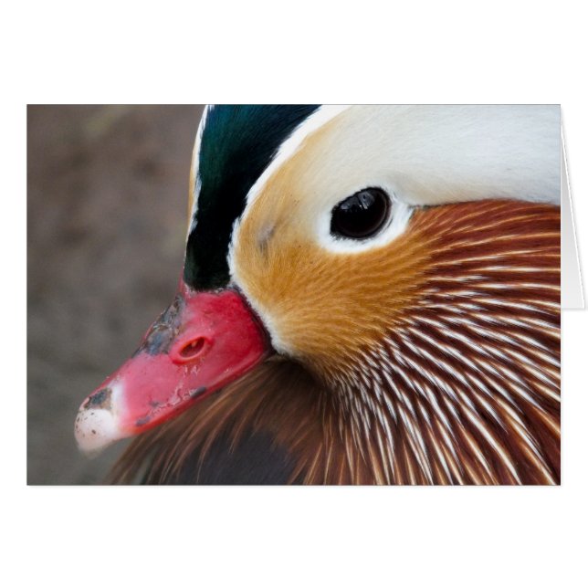 Mandarin Duck (Front Horizontal)