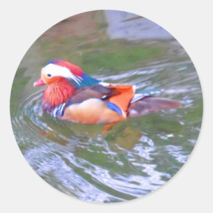 Mandarin Duck #2 Stickers