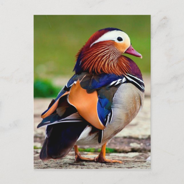 Mandarin Duck  (Aix galericulata) Postcard (Front)