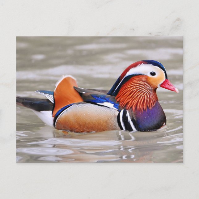 Mandarin Duck  (Aix galericulata) Postcard (Front)