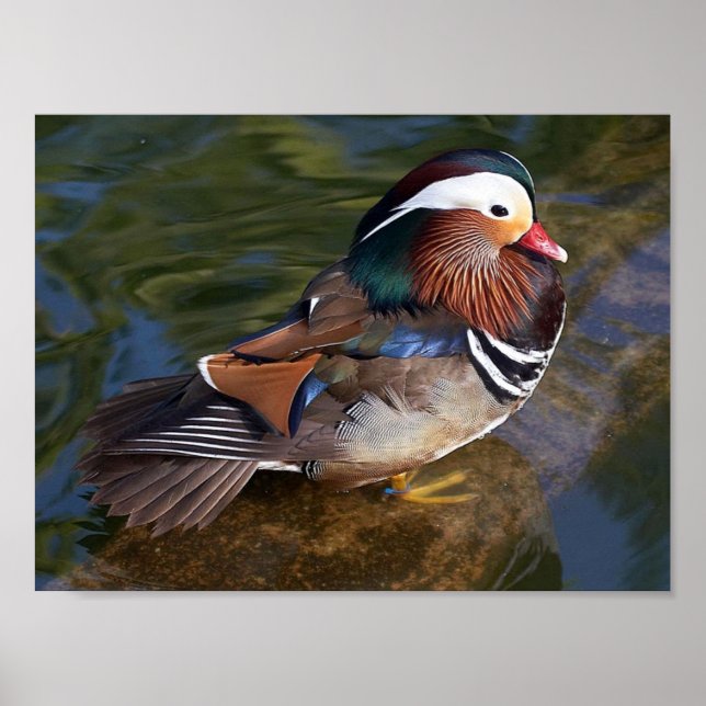 mandarin duck bird poster (Front)