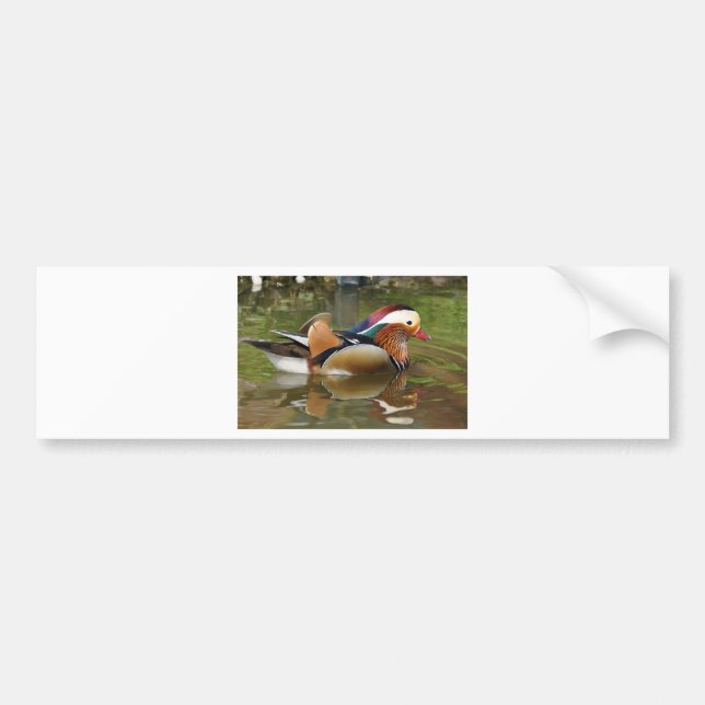 mandarin duck bumper sticker (Front)