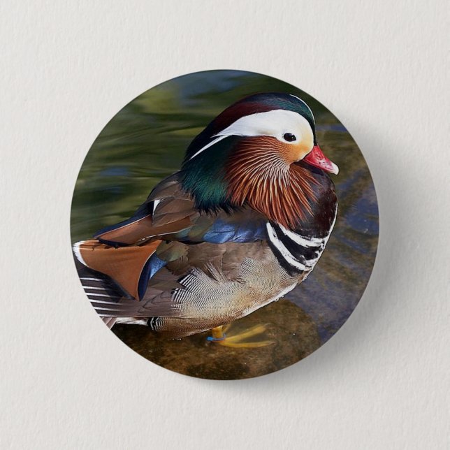 mandarin duck button (Front)