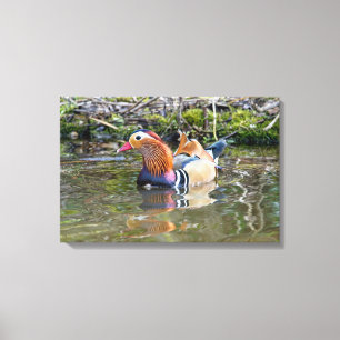 Mandarin duck canvas print