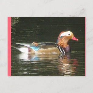 Mandarin Duck DIY Postcard