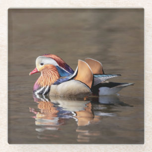 Mandarin Duck Glass Coaster