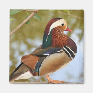 Mandarin Duck Magnet