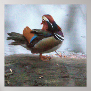 Mandarin Duck Photo Poster