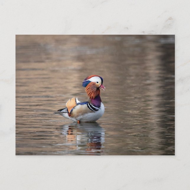 Mandarin Duck Postcard (Front)