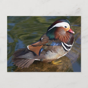 Mandarin Duck Postcard