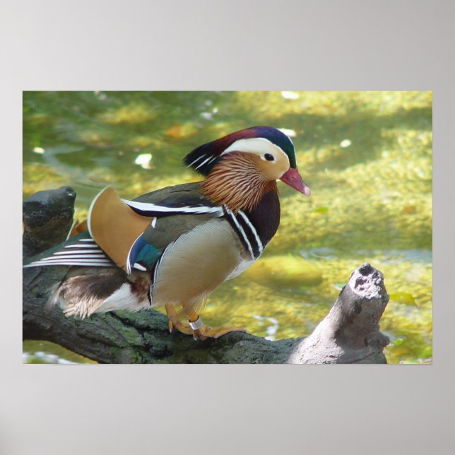 Mandarin Duck Poster (Front)