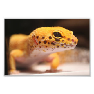 Mandarin Leopard Gecko Photo Print