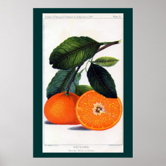 Mandarin Orange Poster