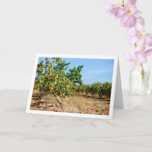 Mandarin Orange Tree Orchard Card