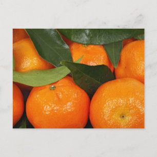 Mandarin Oranges Postcard