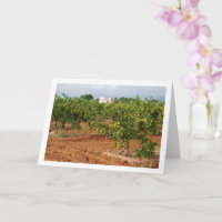 Mandarin Orchard, Llira, Spanish Town, Valencia