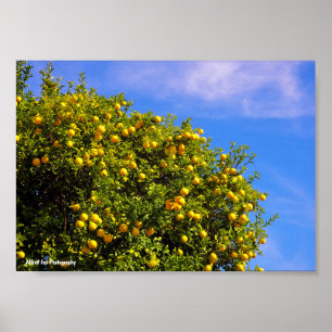 Mandarin Tree under Blue Sky Poster