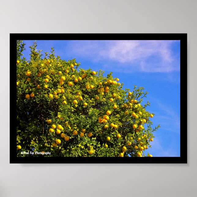Mandarin Tree under Blue Sky Poster (Front)