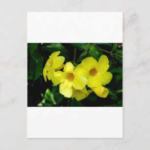 Mandevilla.JPG Postcard