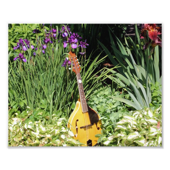 Mandolin And Iris Garden 10x8 Flower  Photo Print (Front)