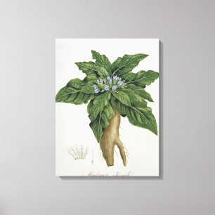 Mandragora Officinarum from 'Phytographie Medicale Canvas Print