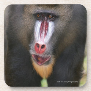 Mandril (Mandrillus sphinx) close up Coaster