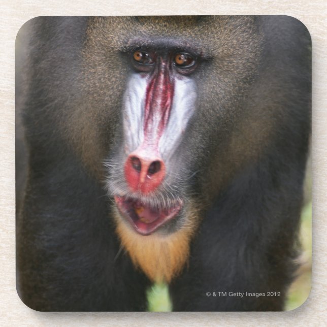 Mandril (Mandrillus sphinx) close up Coaster (Front)