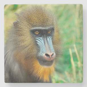 Mandrill 002 stone coaster