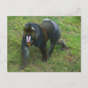 Mandrill #5 Postcard