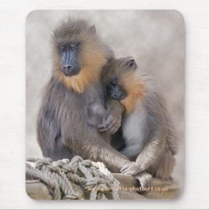 Mandrill and Young Mousemat