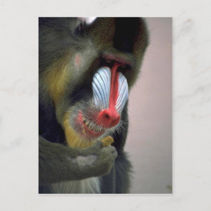 Mandrill Head Postcard