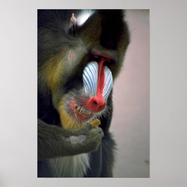 Mandrill Head Poster (Front)