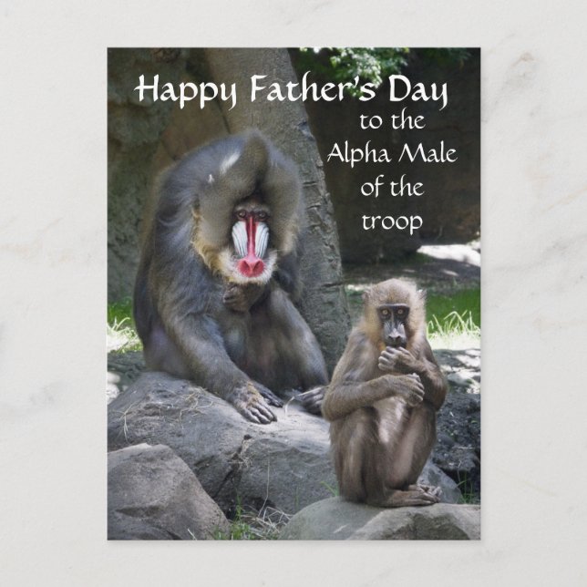 Mandrill Monkey Father's Day postcard (Front)