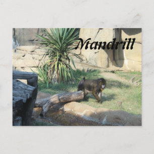 Mandrill Postcard