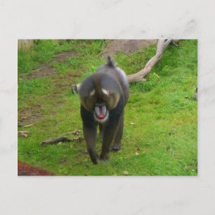 Mandrill Postcard