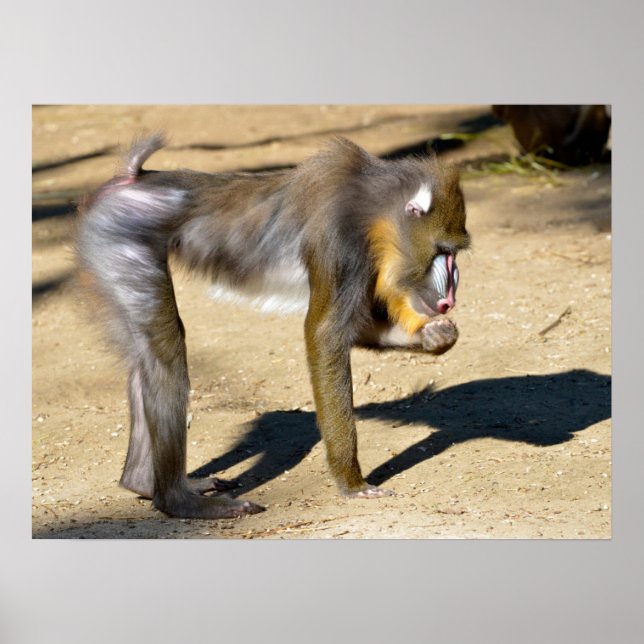 Mandrill standing on ground  poster (Front)