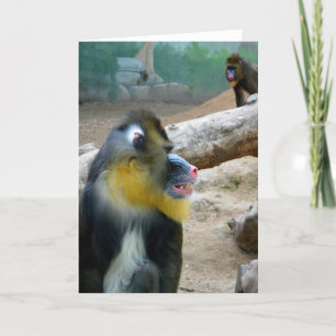 Mandrills Holiday Card